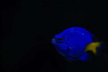 Tropical fish in aquarium