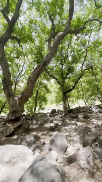 Stunning Setti Fatma forest landscape with a rocky terrain in the Ourika valley, near Marrakech, Morocco, providing a beautiful and serene environment for trekking in the Atlas Mountains