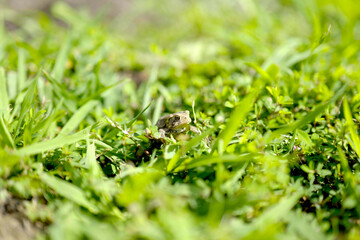A tiny, small frog surrounded by grass.