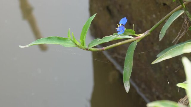 Commelina diffusa also known climbing dayflower or spreading dayflower