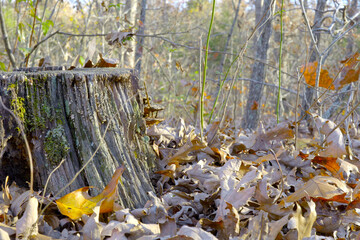 An old tree stump covered in moss and fungus, surrounded by a thick carpet of fallen dry oak leaves on the forest floor, capturing the quiet decay of late autumn nature.