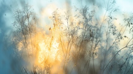 Obraz premium Backlit dry grass in the golden morning sun. Abstract winter nature background with soft focus. Dreamy atmospheric light at sunrise