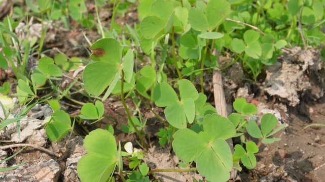 aquatic fern belonging to the genus Marsilea