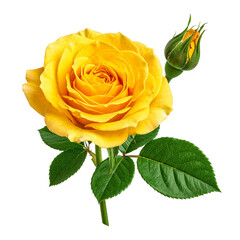 Golden Rose: A close-up shot of a vibrant yellow rose, displaying its intricate petals and a delicate bud, symbolizing beauty and nature's elegance.