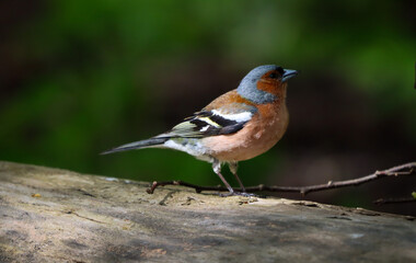 Bird on a tree trunk
