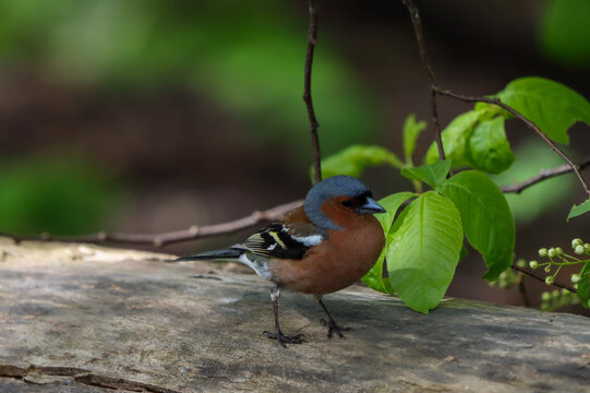 red dird sitting on the tree trunk