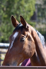 Fototapeta premium portrait of a horse