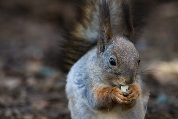 Fototapeta premium squirrel eating nut