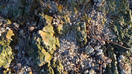 Natural ground surface with scattered rocks and gravel showcasing earthy textures