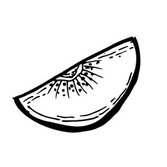 Hand drawn slice of kiwi. Doodle illustration of tropical food. Kiwi fruit outline in sketch.