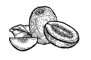 Hand drawn kiwi fruit vector illustration isolated on white. Sketch drawing of tropical fruit with leaf. Etching illustration for food design.