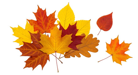 Obraz premium A beautiful collection of vibrant autumn leaves in varying shades of red, orange, and yellow, scattered against a clean white background, symbolizing the essence of fall's colorful transformation