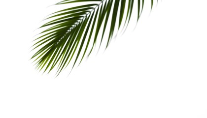 A close-up of a vibrant green palm leaf against a clean white background, showcasing its delicate fronds.