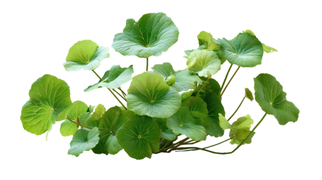 Lush greenery, round vibrant leaves on stems, isolated on black