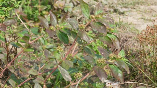 Euphorbia hirta, also known asthma plant, garden spurge, or asthma weed. 