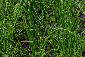 Green onions grow on the ground outside.