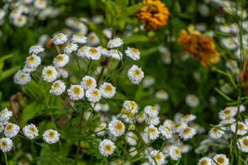Daisies among the green grass on a summer day.