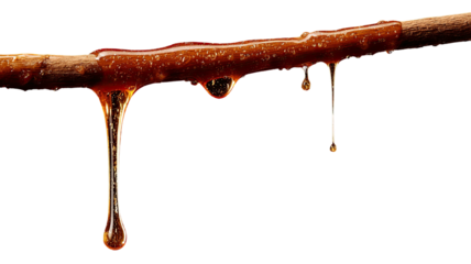 Sticky sap drips from a twig, caramel hue, transparent