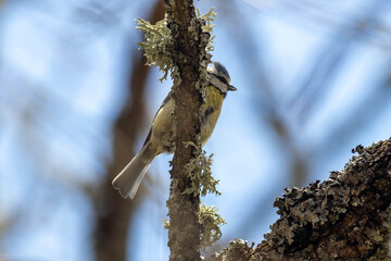 Blue jay on a tree