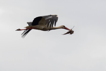 a white stork in flight