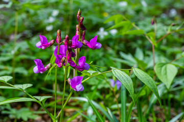 Obraz premium Lathyrus vernus in bloom, early spring vechling flower with blosoom and green leaves growing in forest, macro