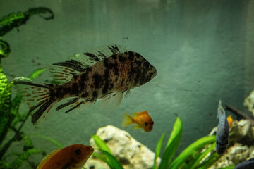 fisch goldfisch aquarium wasser