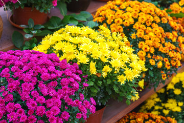 Rows of yellow, orange, pink, and white chrysanthemums blooming on wooden greenhouse shelves surrounded by lush green leaves during autumn season. Gardeing hobby, plant breeding, decorative garden