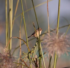 Birds on tree