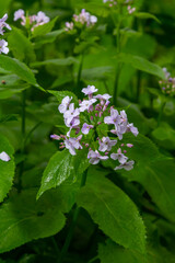 In spring, Lunaria rediviva blooms in the wild in the forest