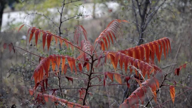 The red leaves of the ailanthus tree(Ailanthus altissima) spread outwards from the branches, like petals or the tail feathers of a large bird.