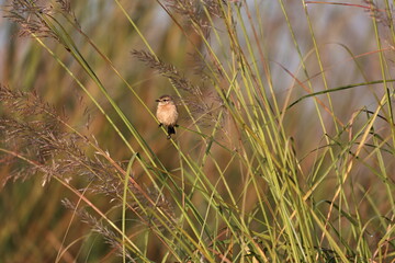 Birds on tree