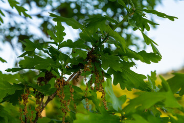 Oak branches with green leaves and flowers with stamens