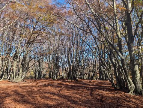 La faggeta di Canfaito in autunno nelle Marche in Italia