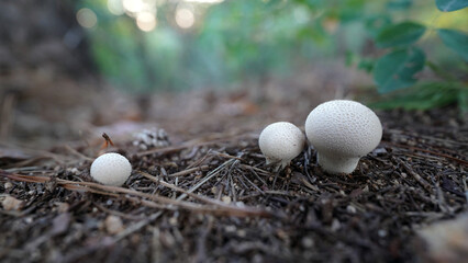 Lycoperdon perlatum puffball fungi with textured surface in natural habitat