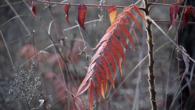 In early winter, the leaves of the ailanthus tree(Ailanthus altissima) turn orange-red, and its pinnate compound leaves sway gently in the wind.