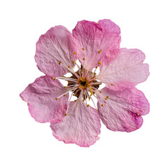 Delicate, isolated pink blossom with yellow stamen on black backdrop