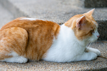 Orange tabby cat relaxing peacefully on the floor, a perfect moment of feline calm and nature.	