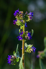 Anchusa officinalis, commonly known as the common bugloss or alkanet with green background