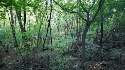 Vibrant woodland scene showing tall trees and thriving undergrowth in mid-summer