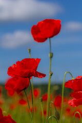 Papaver rhoeas or common poppy, red poppy is an annual herbaceous flowering plant in the poppy family, Papaveraceae, with red petals