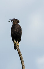 Aigle huppard