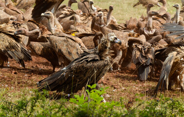 Vautour moine, Vautour fauve