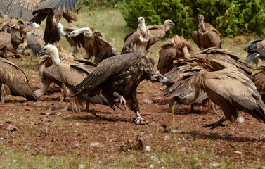 Vautour moine, Vautour fauve