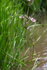Photo butomus umbellatus flower burchardia, macro photo, forest water lily flower, summer spring, botany, background pink
