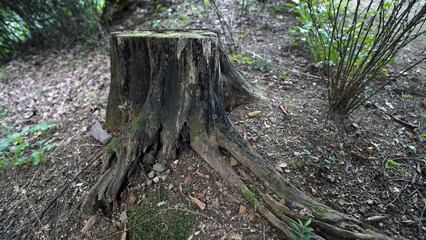 Lightning damaged tree stump in natural forest environment
