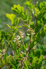 In the spring Chamaecytisus ruthenicus blooms in the wild