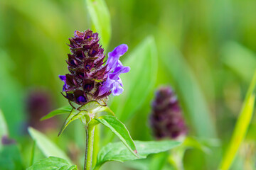 Prunella Vulgaris makro single natural flower, medicinal herbs nature background