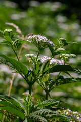 Sambucus ebulus blooming in natural habitat