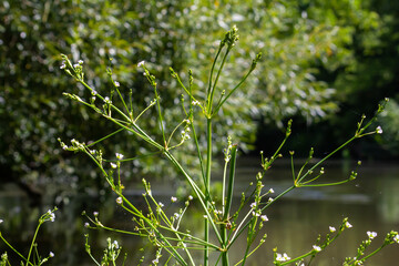 Phreatophyte. American water plantain Alisma plantago-aquatica in swampy-forest river water. Northeast Europe grow on river bank washed away by current, spring water erosion