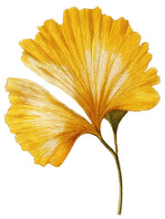Golden ginkgo leaf, detailed veins